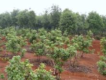 中国·银河集团(galaxy)有限公司-官方网站